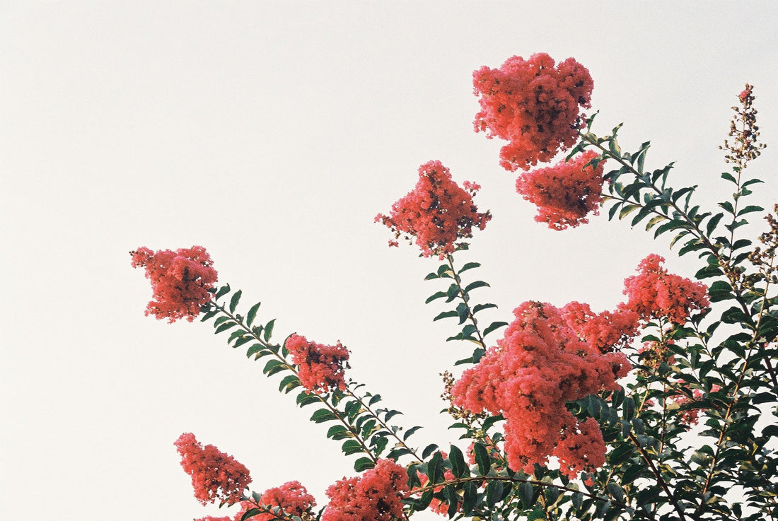 Crape Myrtle Red Rocket – Eureka Farms