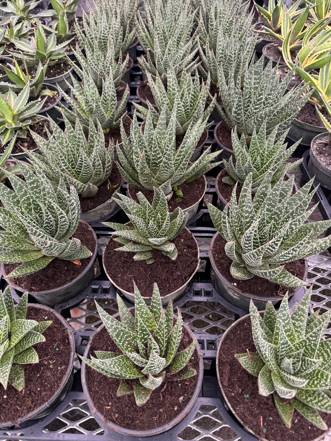 Aloe, Lace Aloe Aristaloe Aristata, Torch Plant, Bearded Aloe Succulent