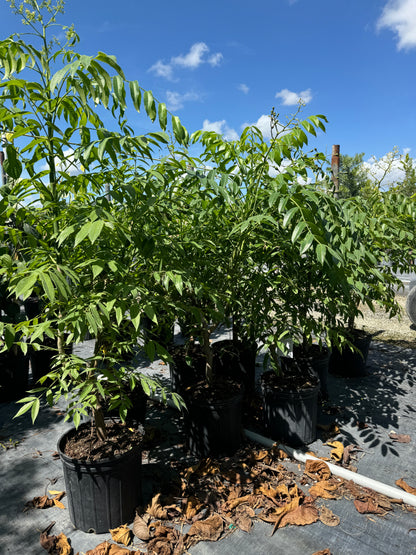 June Plum Fruit Tree, Spondias dulcis