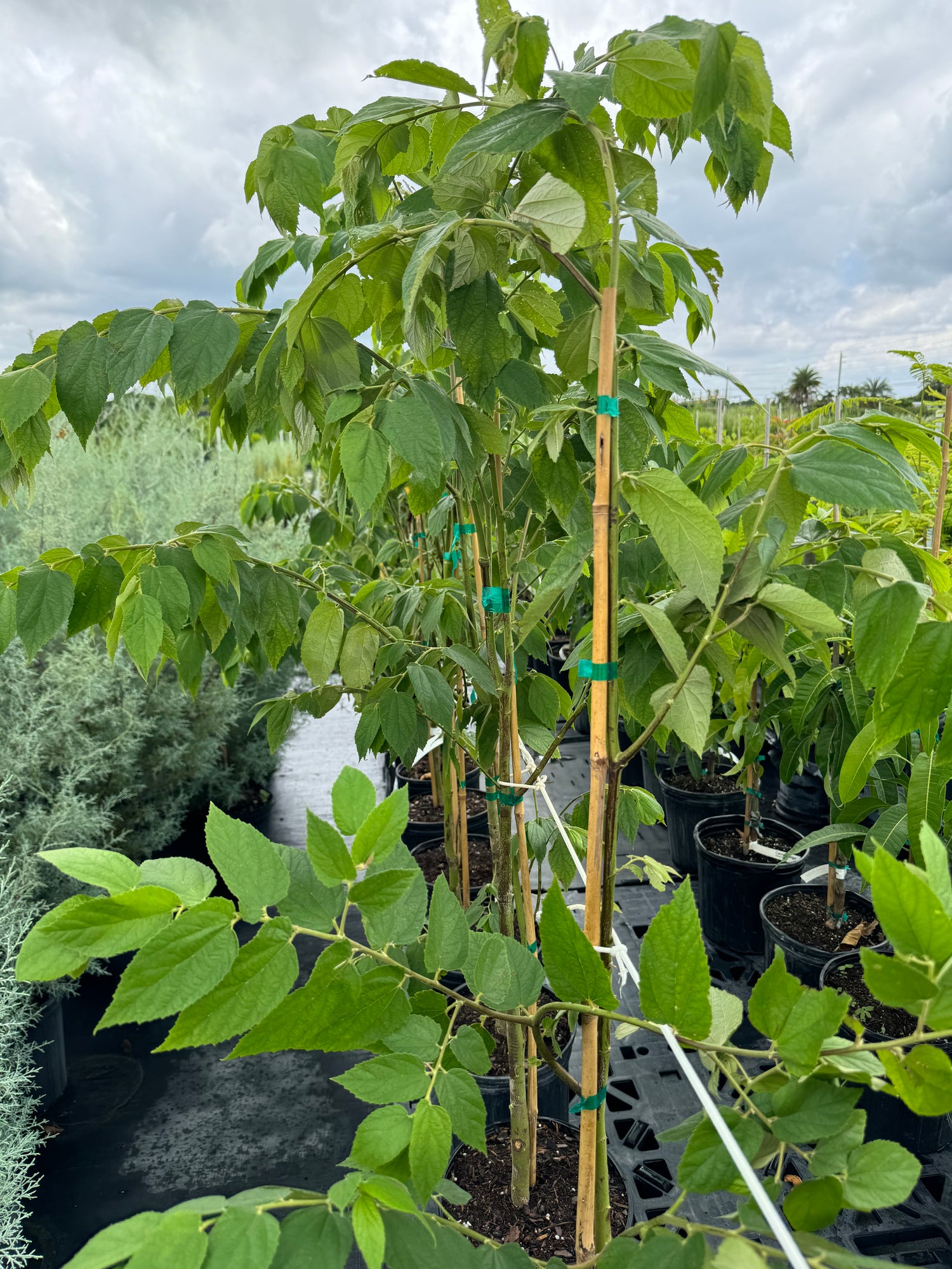 Strawberry Tree, Jamaican Cherry Fruit Tree