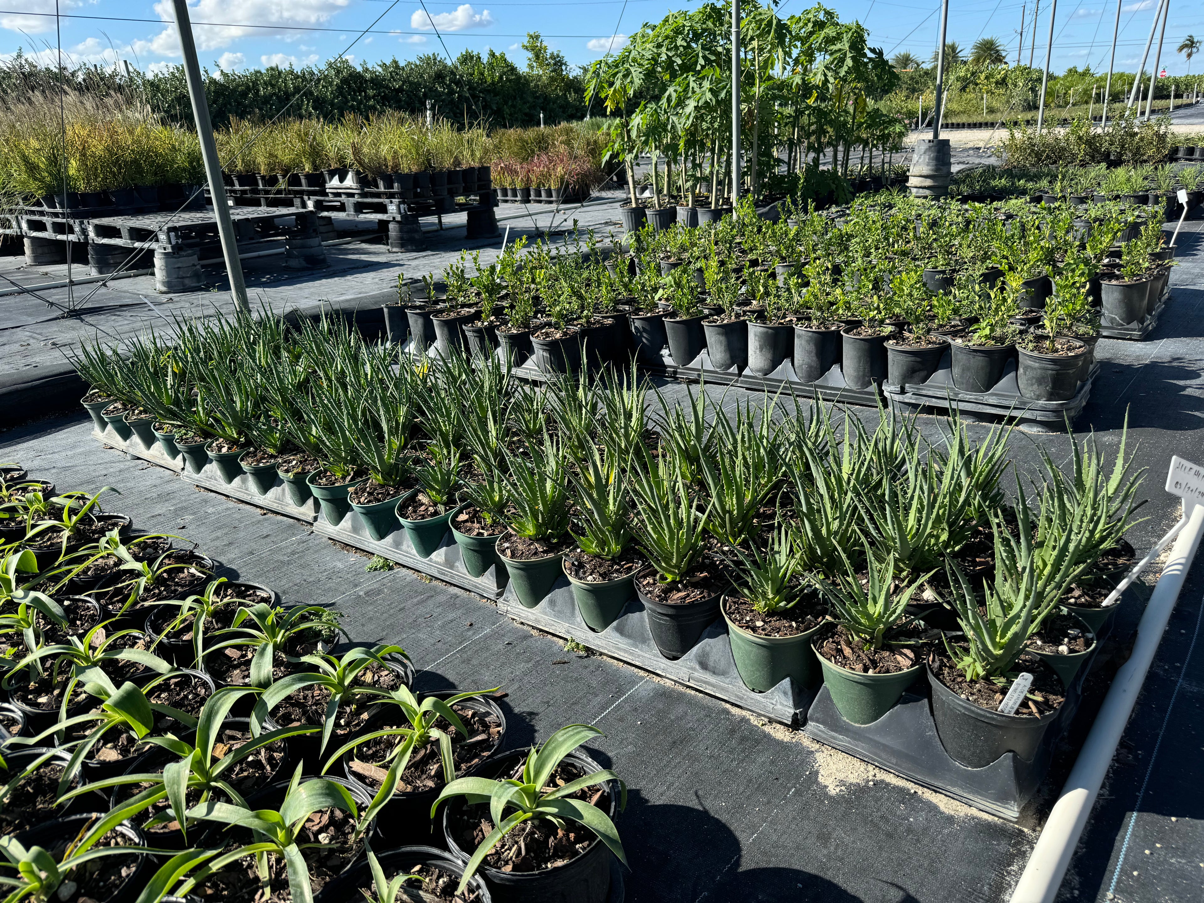 Aloe Spineless Hedgehog, X Humilis ‘ANDHOGP’