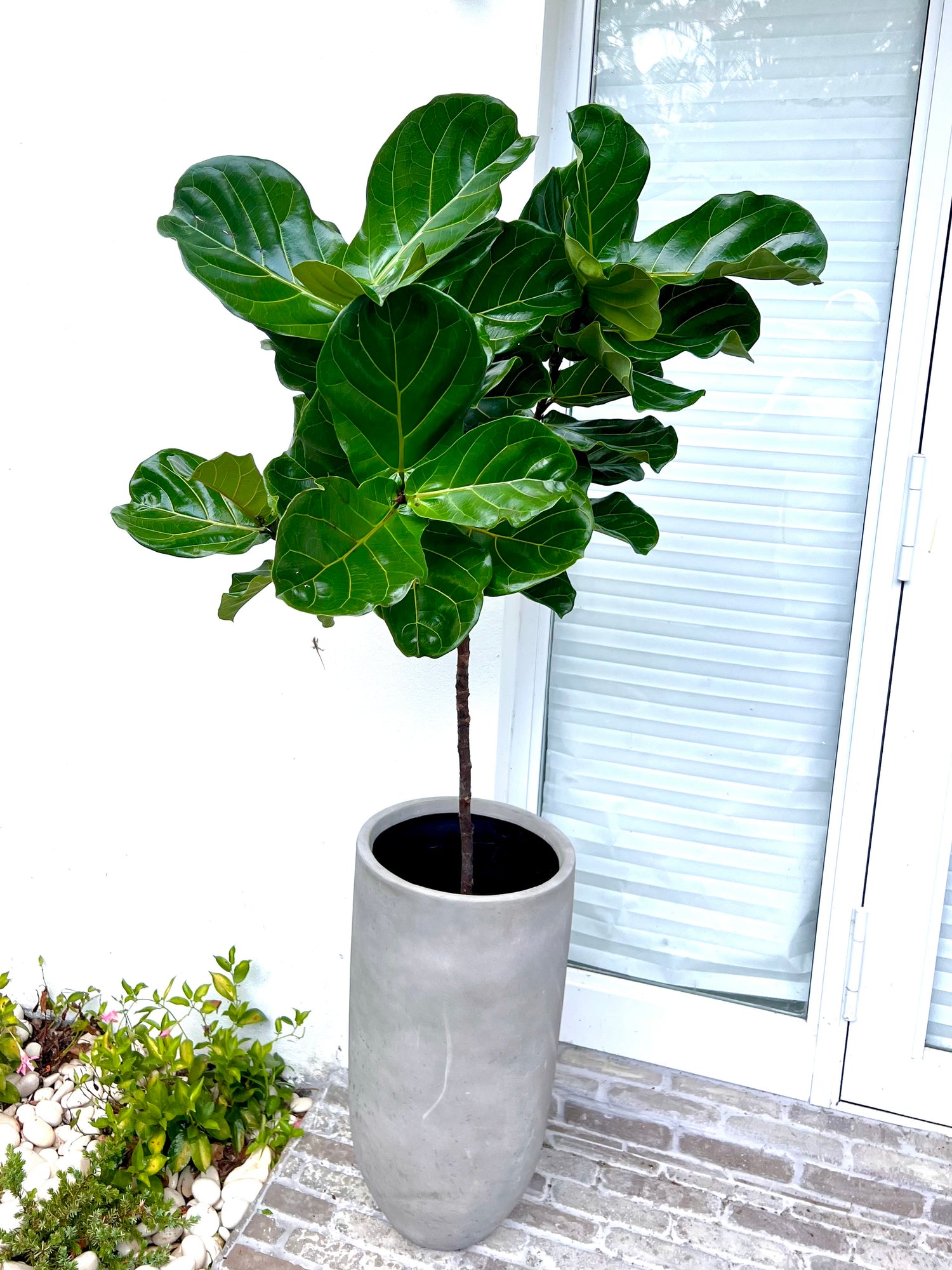 Ficus Lyrata Tree Like Form Single Stem, Fiddle Leaf Fig Tree