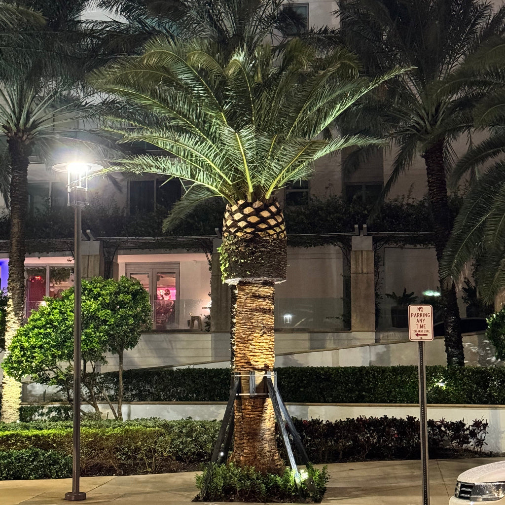 Full grown Canary Island Date Palm, Phoenix Canariensis, Pineapple Palm in front of large building