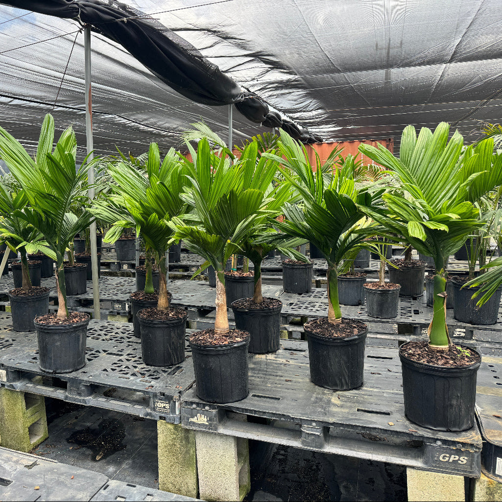 Areca Catechu &