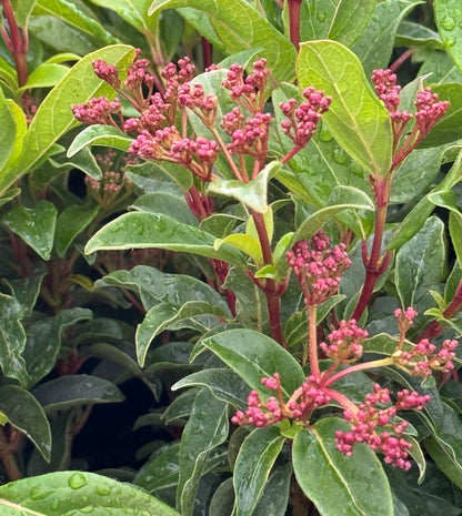 Viburnum Spring Bouquet, Flowering Shrub