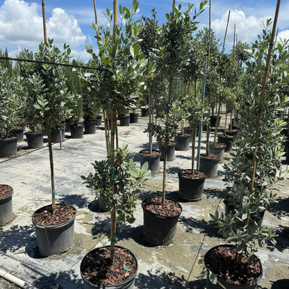 Topiary Silver Buttonwood 2 Ball Tree Form, Florida Landscape Tree in Lush green garden with agave plants and shrubs in front of a building.