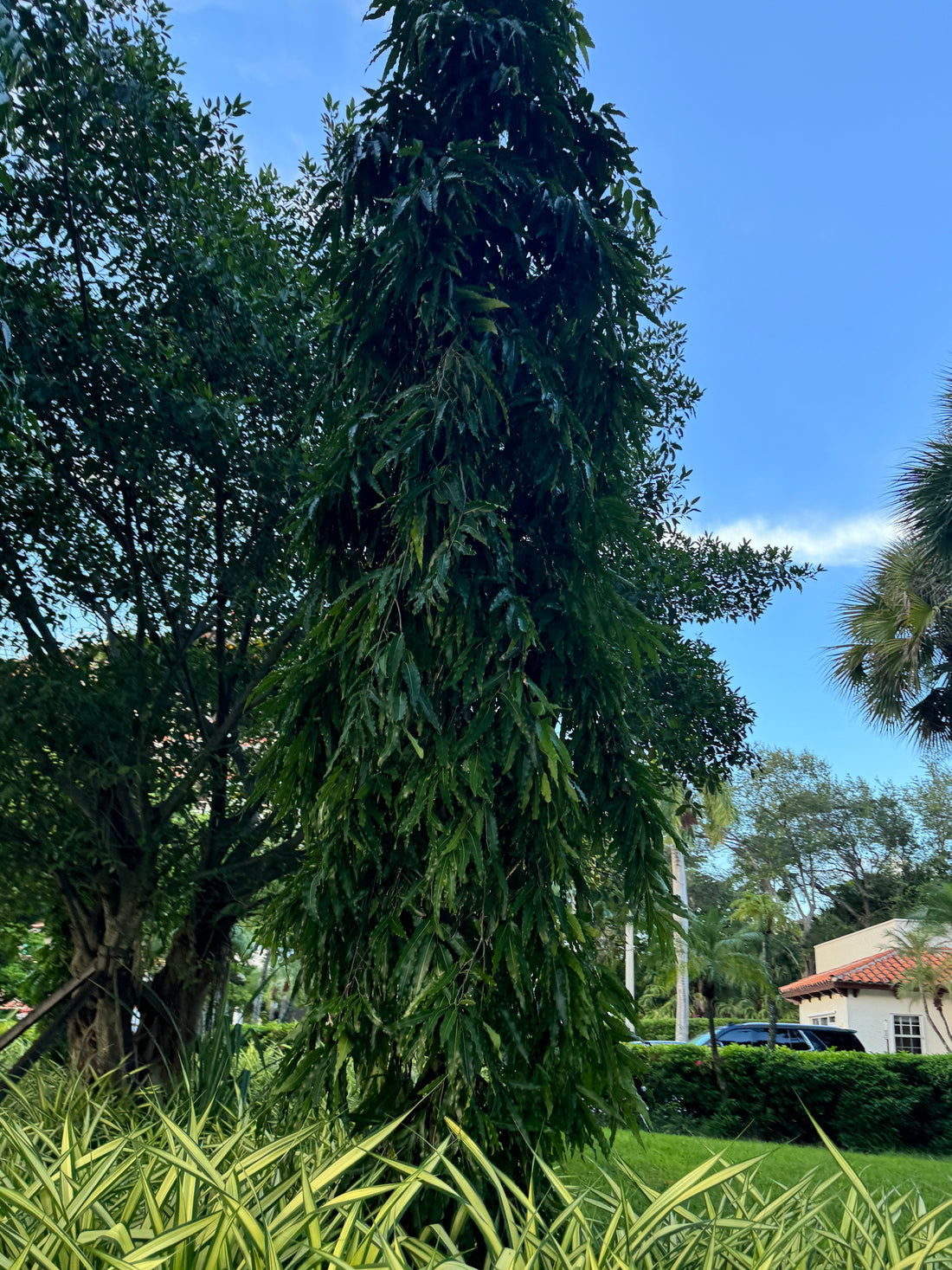 Mast Tree, Sorrowless Tree, False Ashoka
