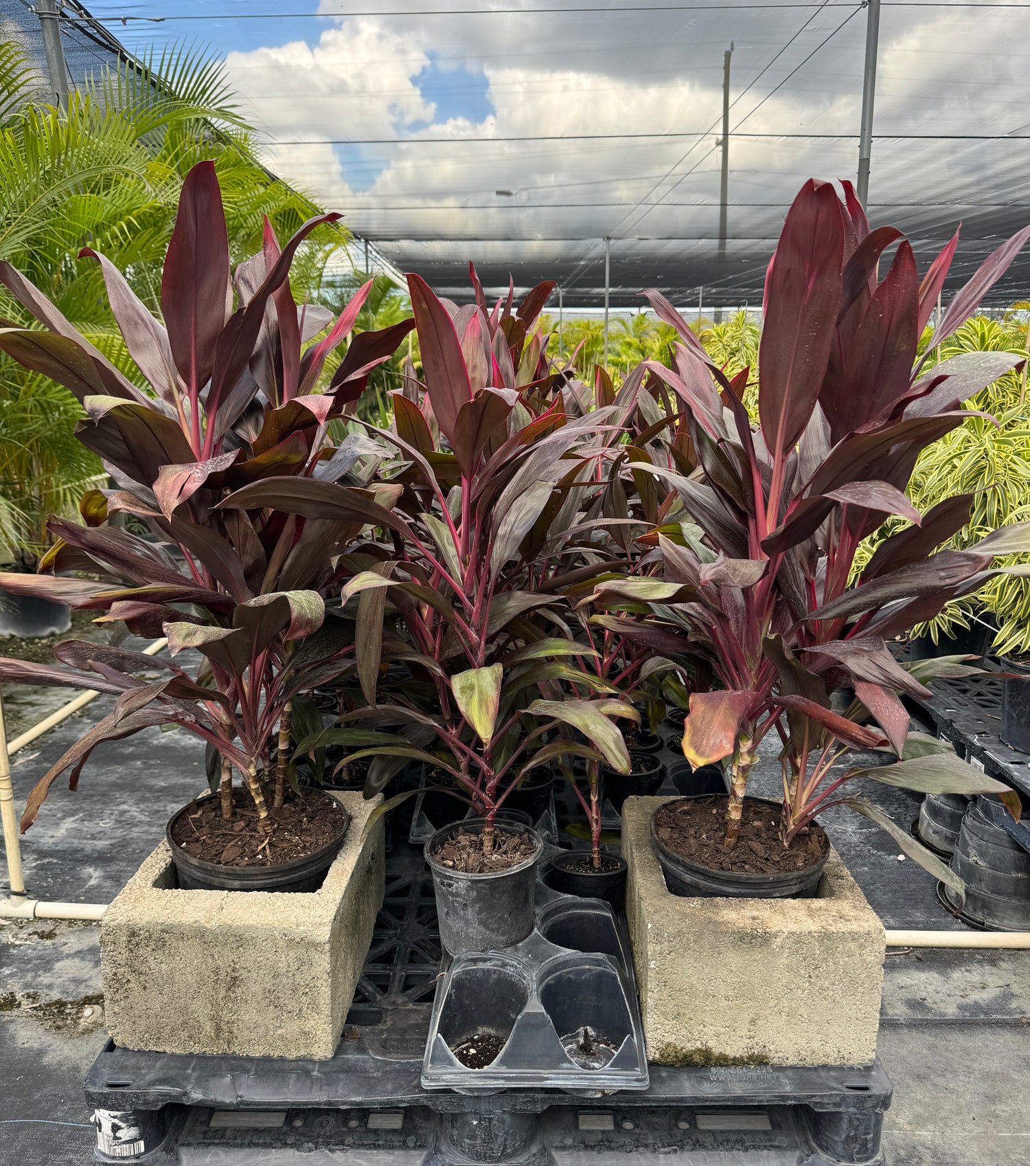 Cordyline Red Sensation, Good Luck Plant