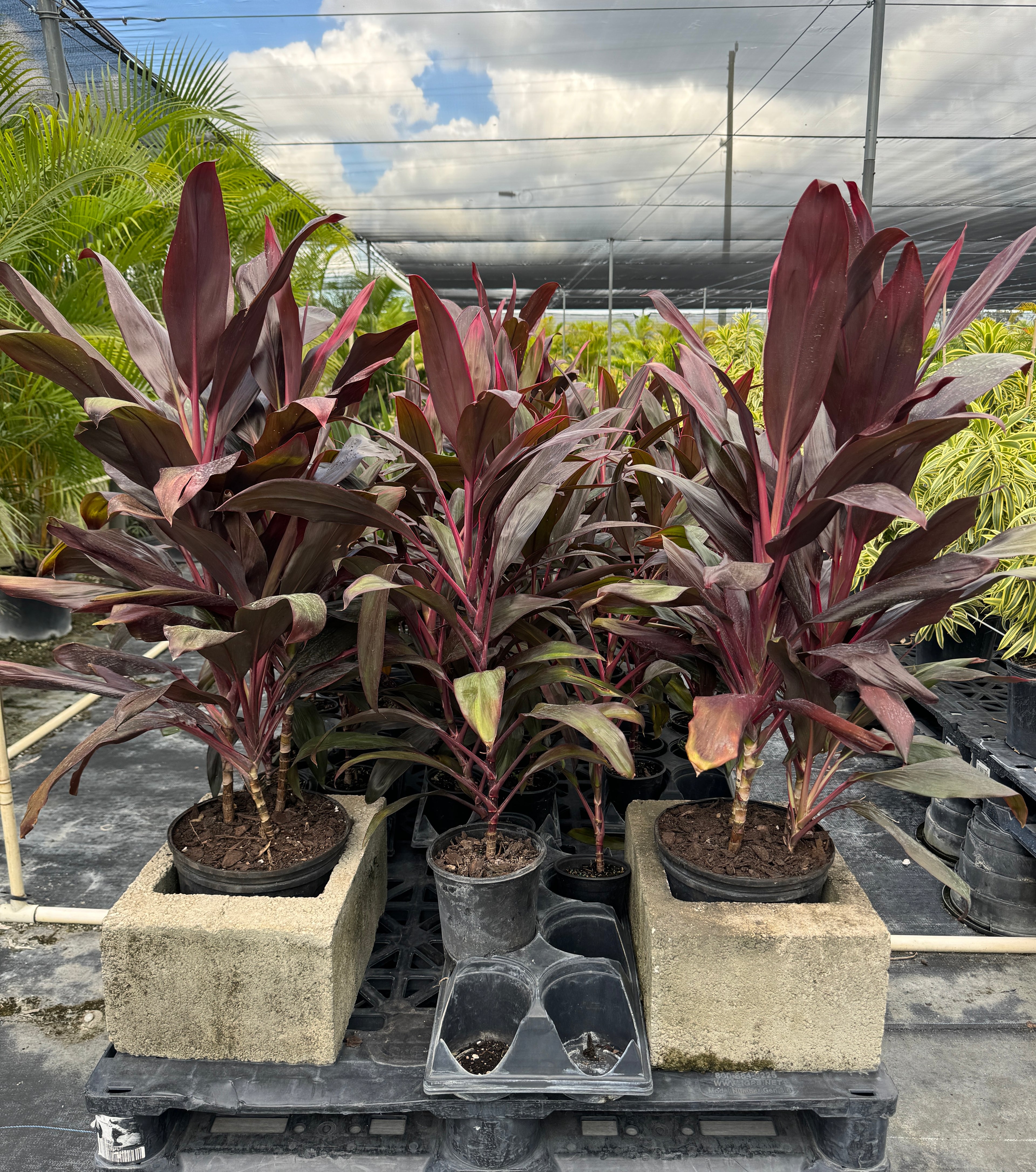 Cordyline Red Sensation, Good Luck Plant