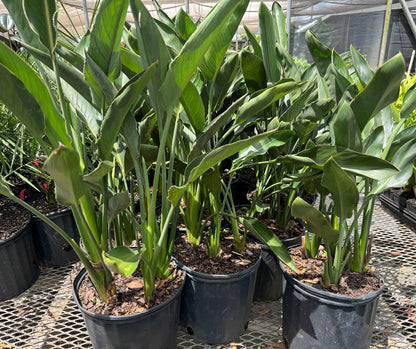 Orange bird of paradise Potted tropical plants with large green leaves in black plastic nursery pots, arranged on a greenhouse metal tray.