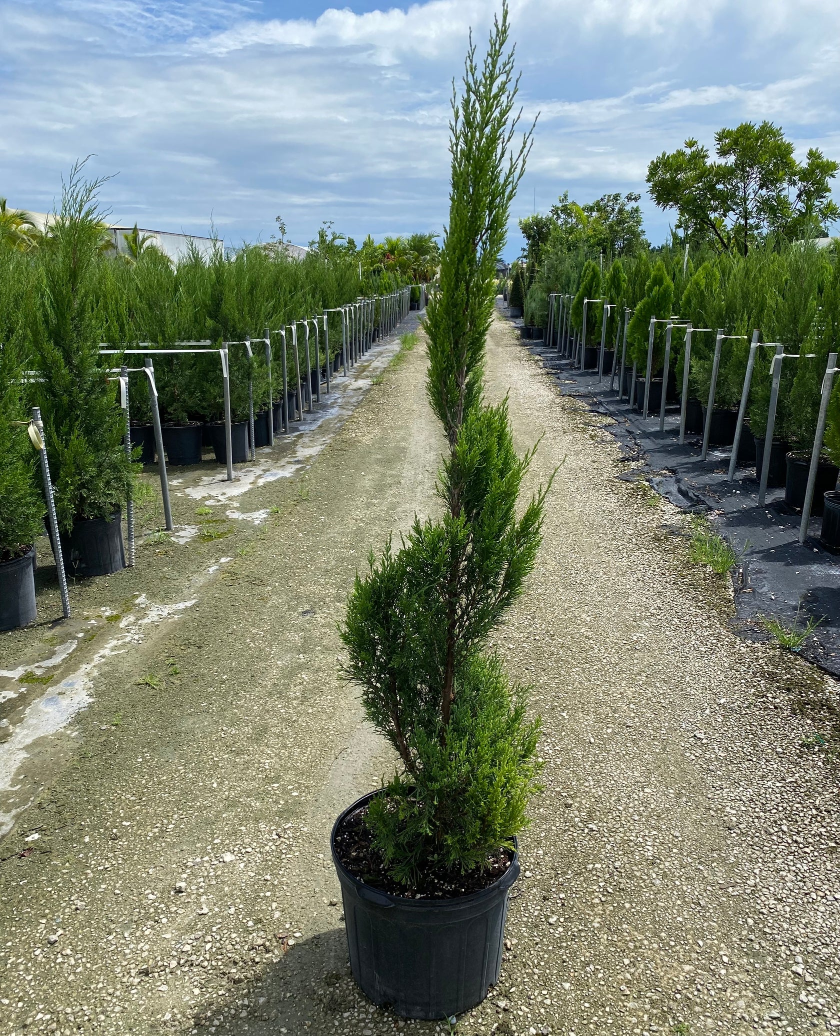 Topiary Spiral Spartan Juniper – Eureka Farms