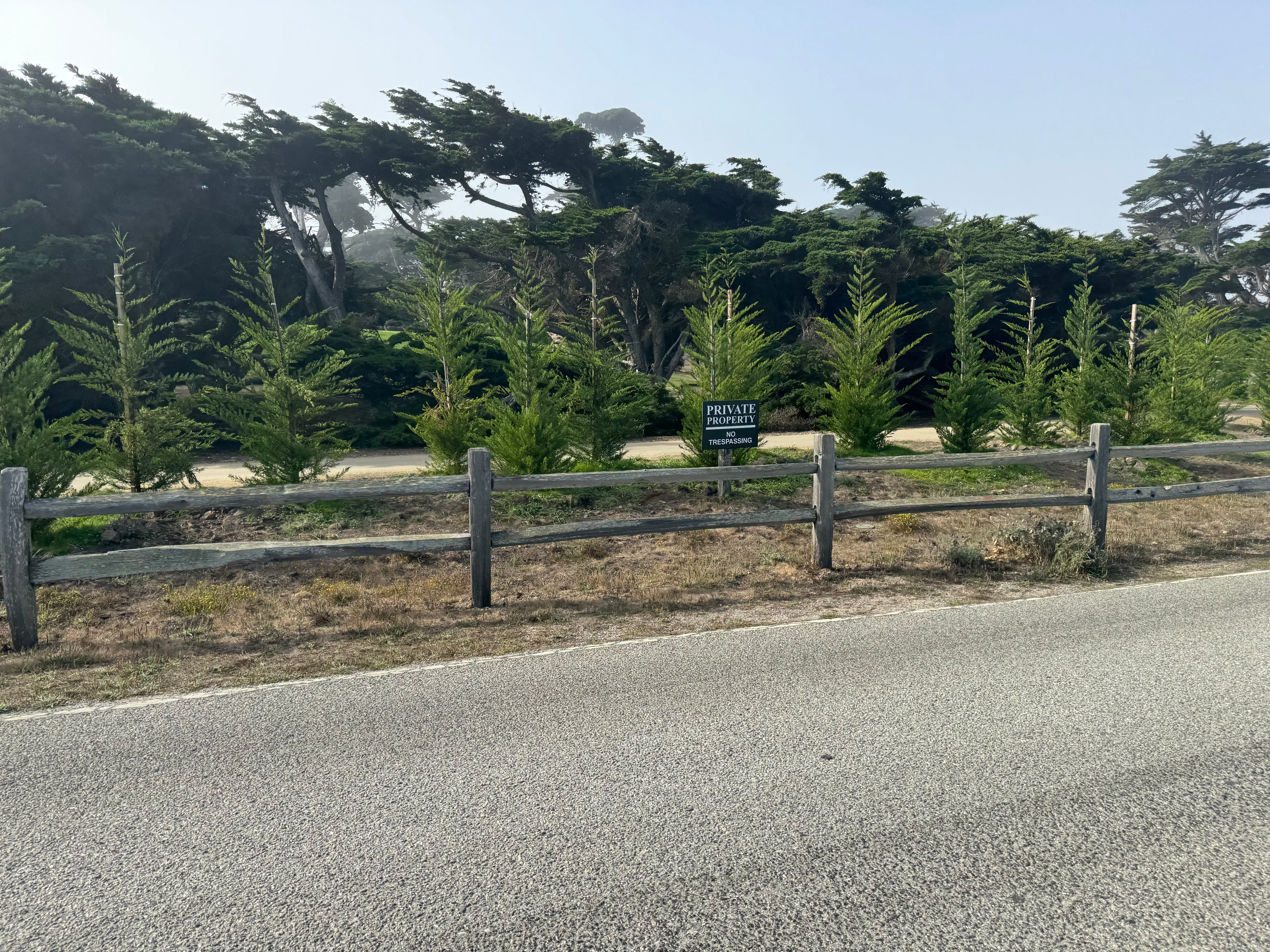 Monterey Cypress Tree, Cupressus Macrocarpa