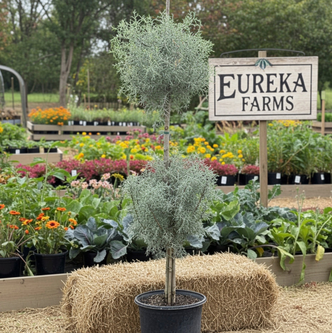 Topiary 2-Ball Carolina Sapphire