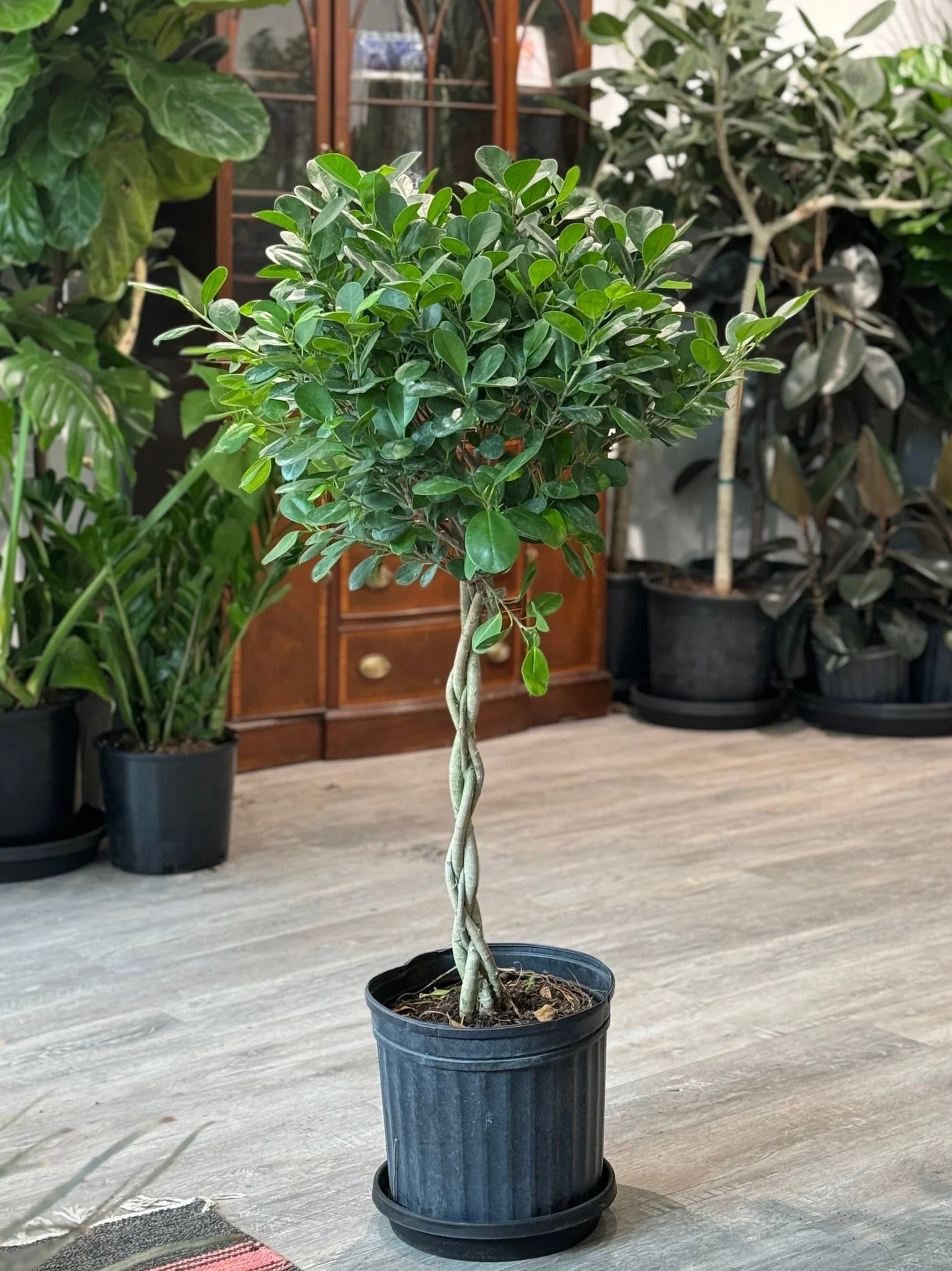 Braided Ficus Moclame Tree Form Multi Stem, Ficus Microcarpa Daniella