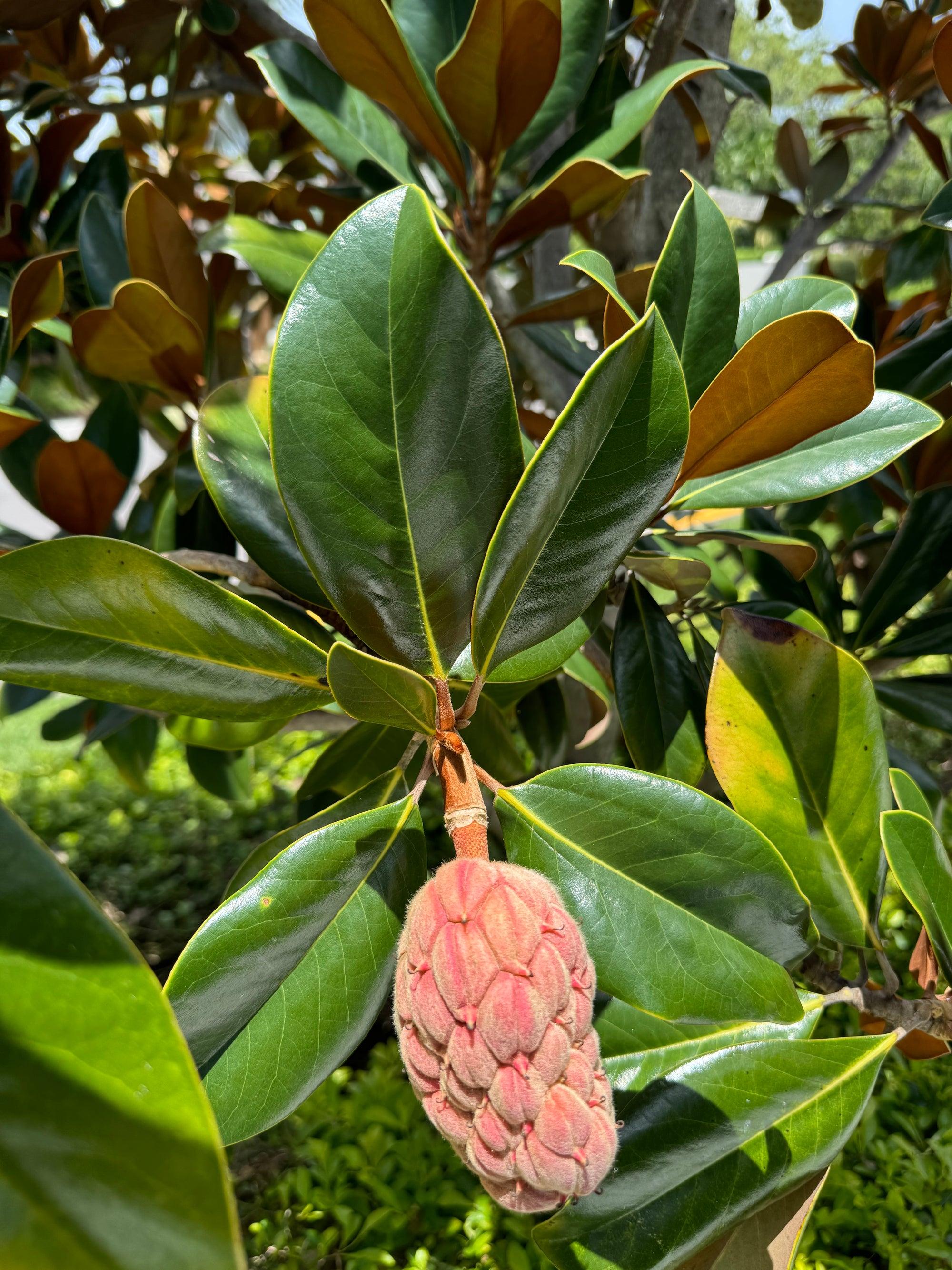 Buy Southern Magnolia Grandiflora 'Bracken's Brown Beauty' Flowering ...
