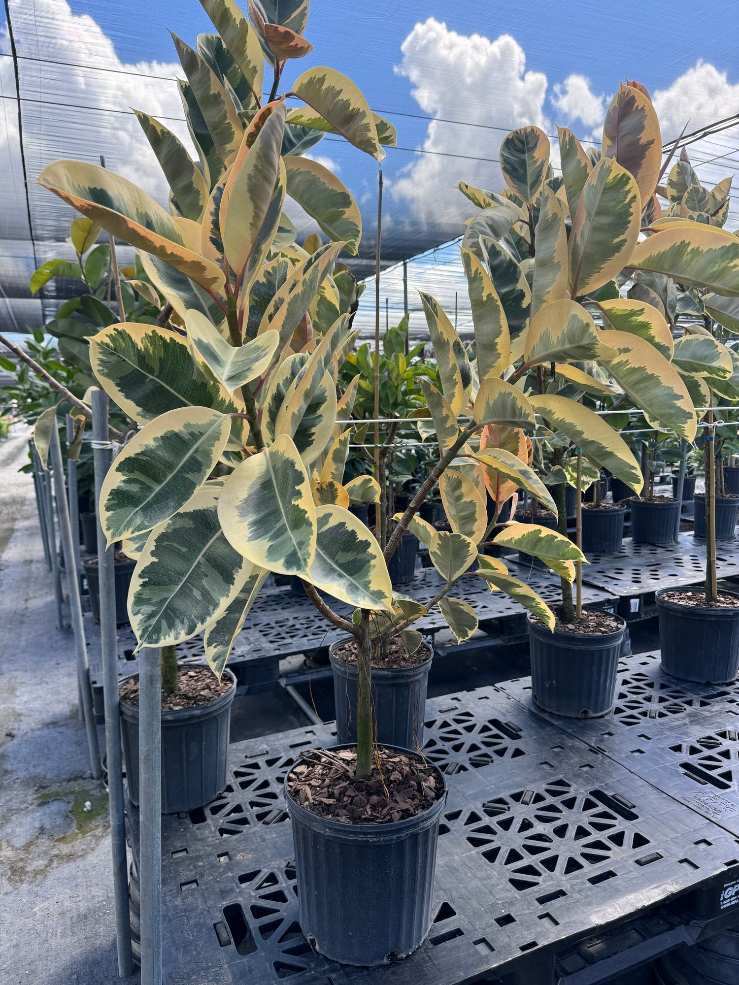 Ficus Tineke Tree Form Single Stem, Variegated Elastica Rubber Tree Decora