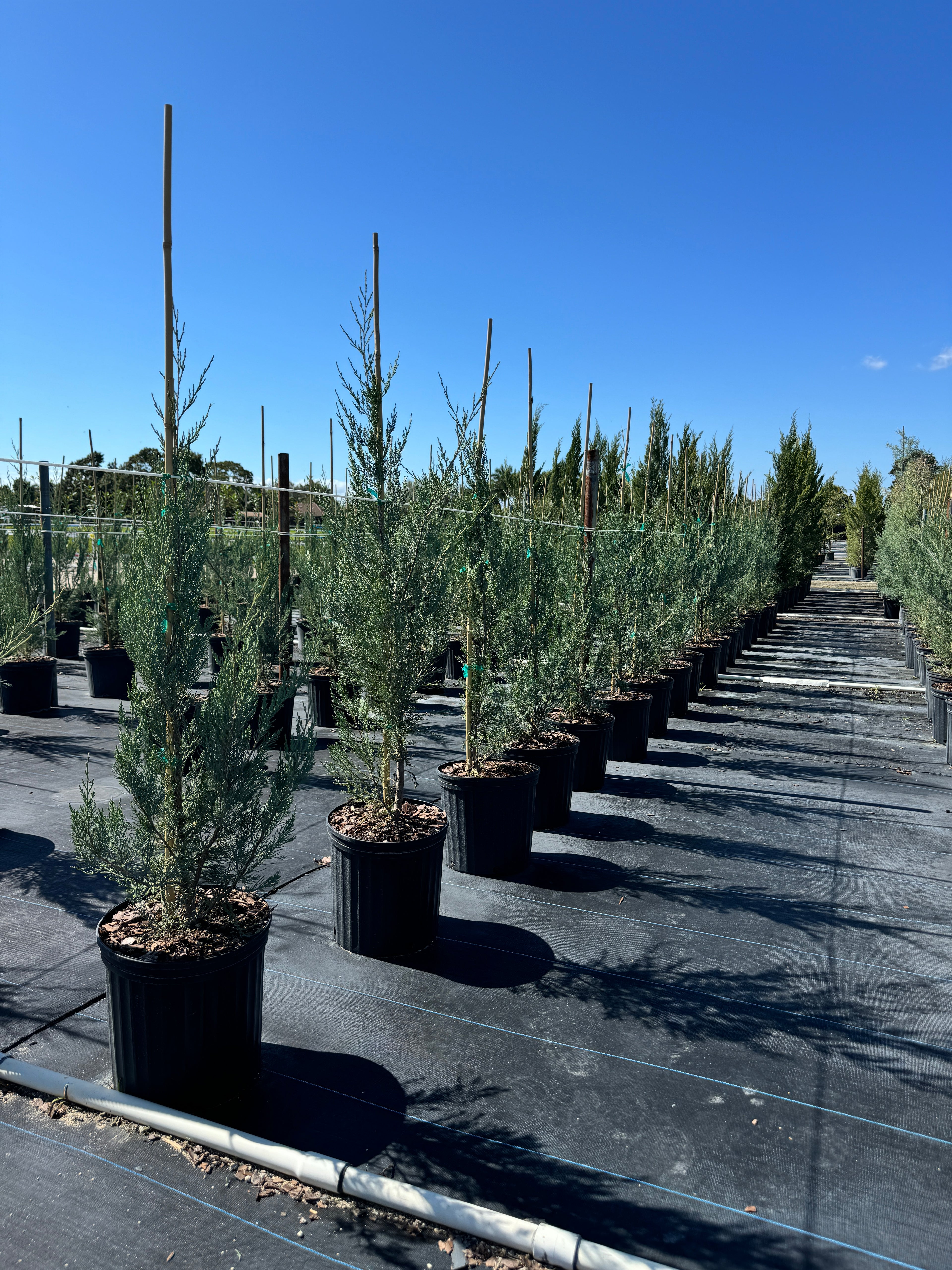 Burkii Juniper, Eastern Red Cedar