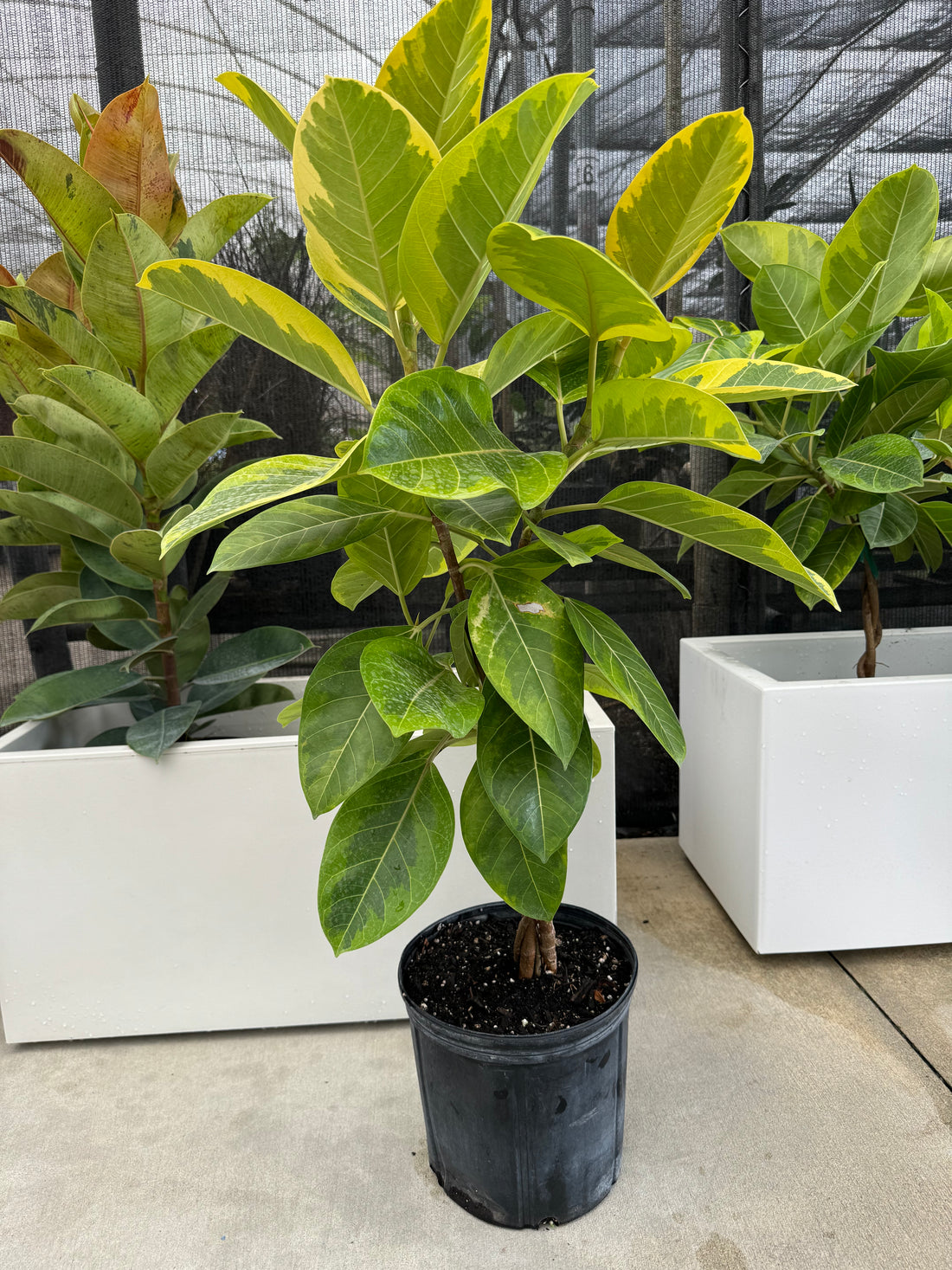 Braided Ficus Altissima Variegated Yellow Gem Rubber Tree in a black pot