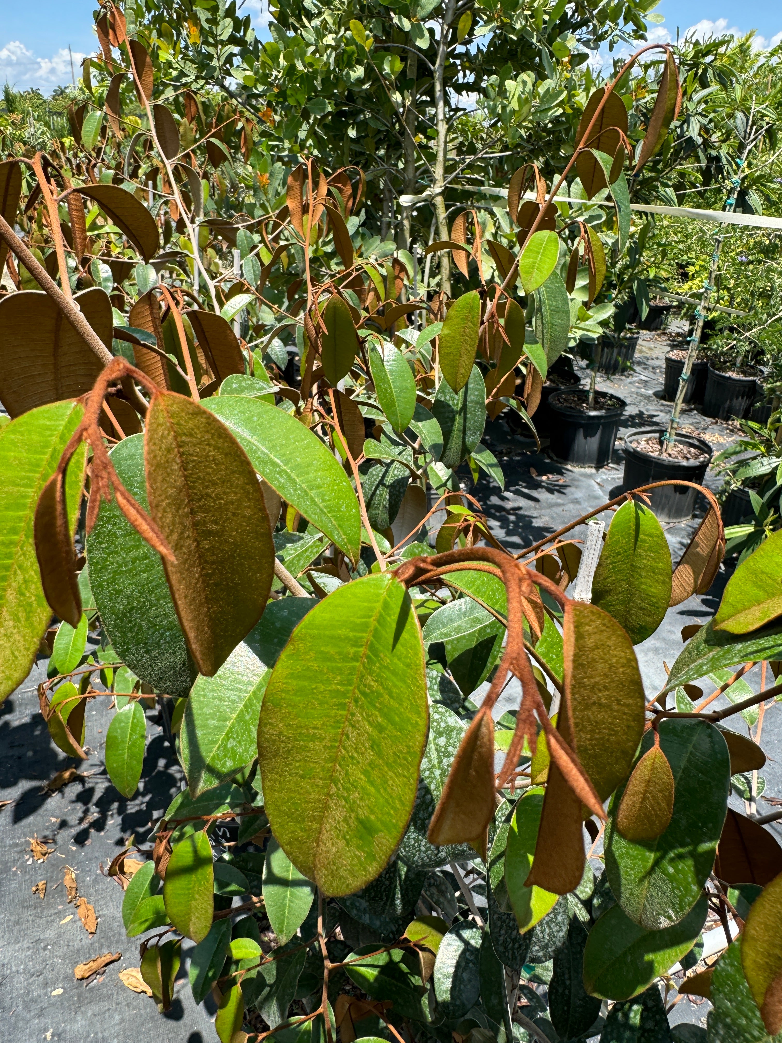 Satin Leaf Fruit Tree, Chrysophyllum Cainito