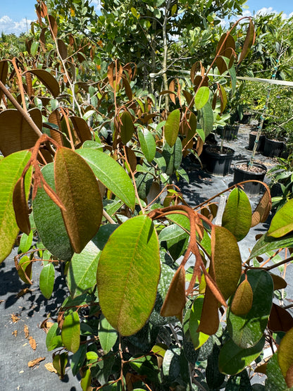 Satin Leaf Fruit Tree, Chrysophyllum Cainito