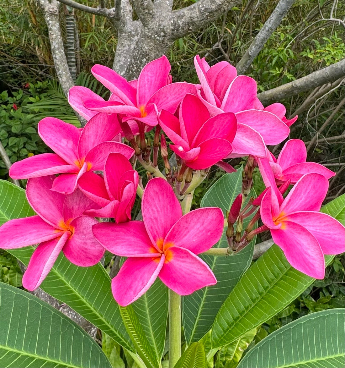 Plumeria Rubra Red Orchid Flowering Tree