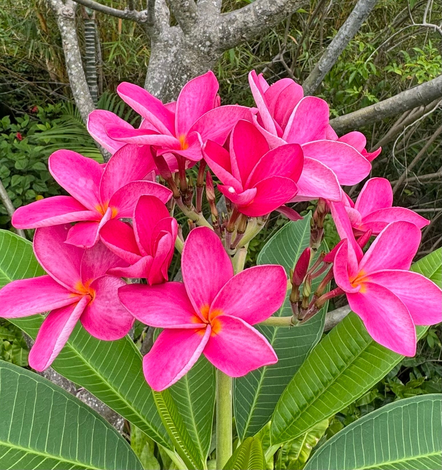 Plumeria Rubra Red Orchid Flowering Tree