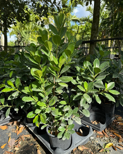 Ficus Green Island, Ficus Microcarpa