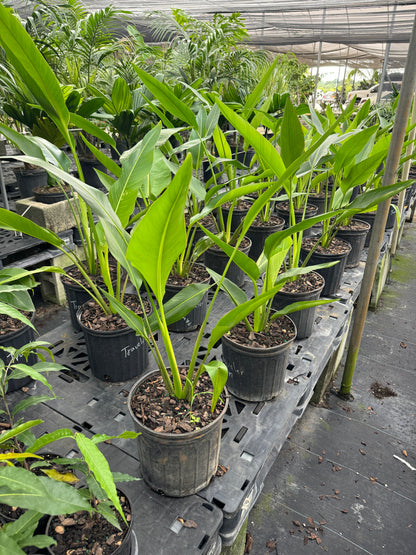 Travelers Palm Tree, Ravenala Madagascariensis