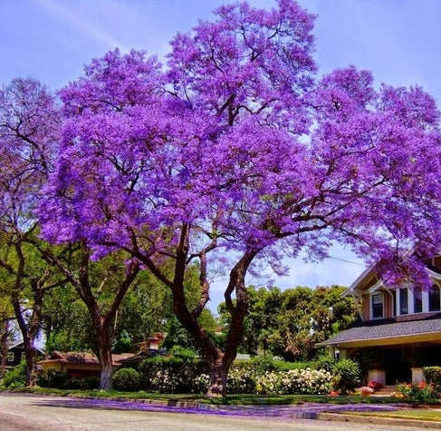 Purple Jacaranda Mimosifolia Flowering Tree