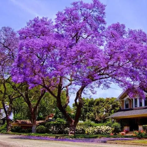 Shop Our Purple Jacaranda Tree Mimosifolia | Eureka Farms