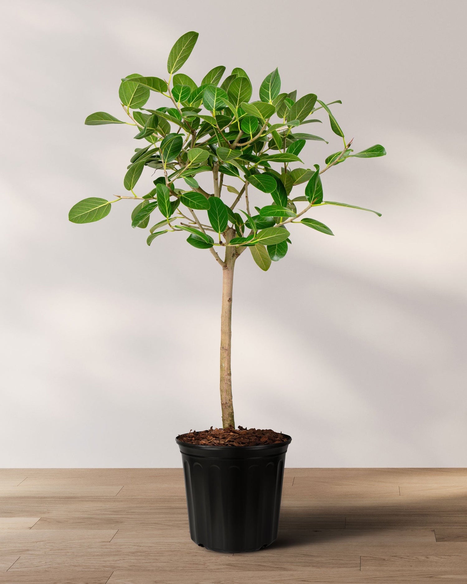 ficus audrey sale Ficus Audrey Tree Form Multibranch, Ficus Benghalensisis Bengal Fig