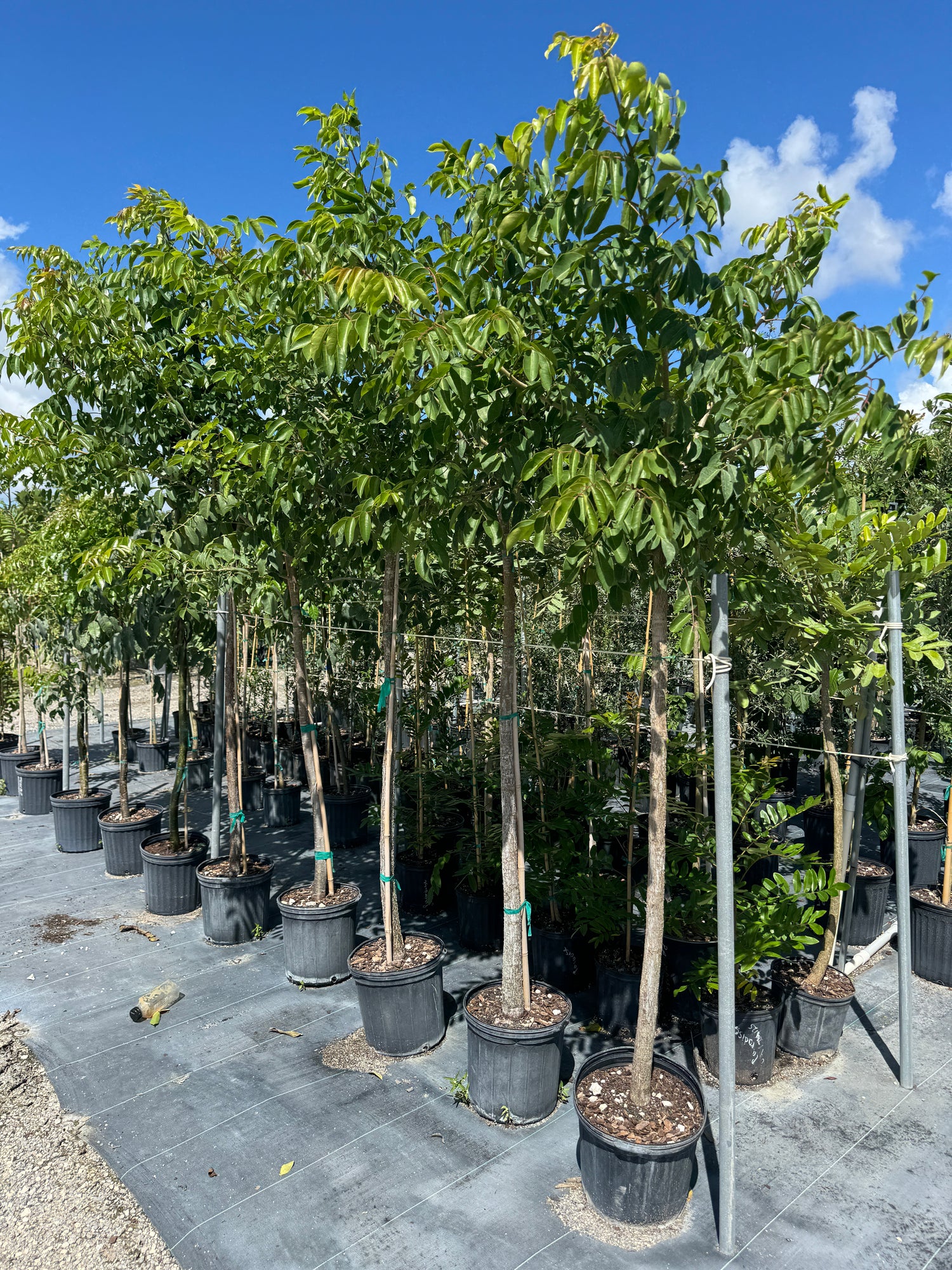 Gumbo Limbo Tree, Bursera Simaruba