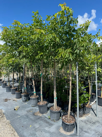 Gumbo Limbo Tree, Bursera Simaruba