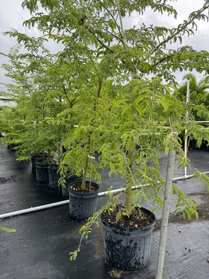 tamarind house plant Tart Tamarind Fruit Tree, Tamarindus indica