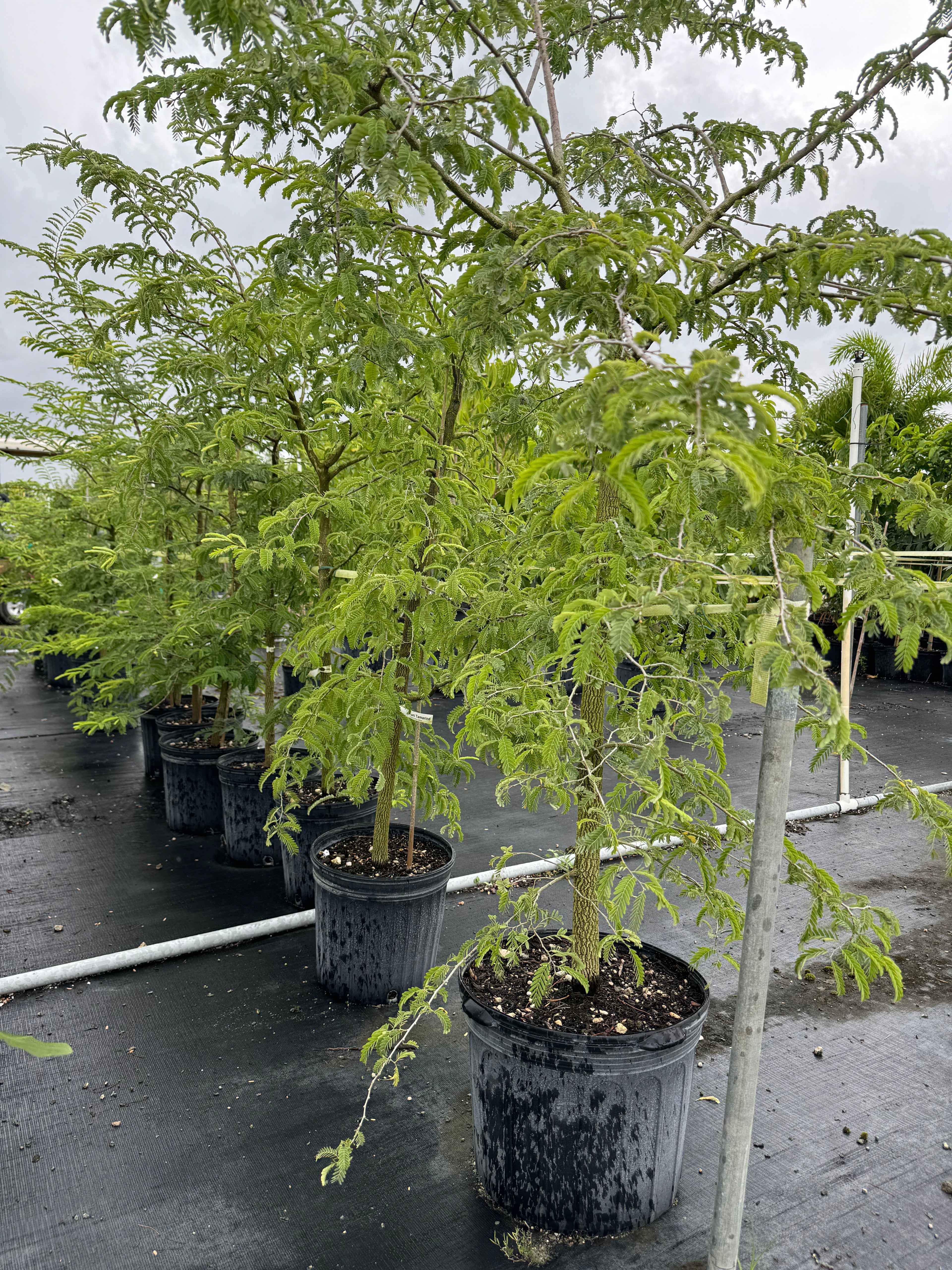 Tart Tamarind Fruit Tree, Tamarindus indica