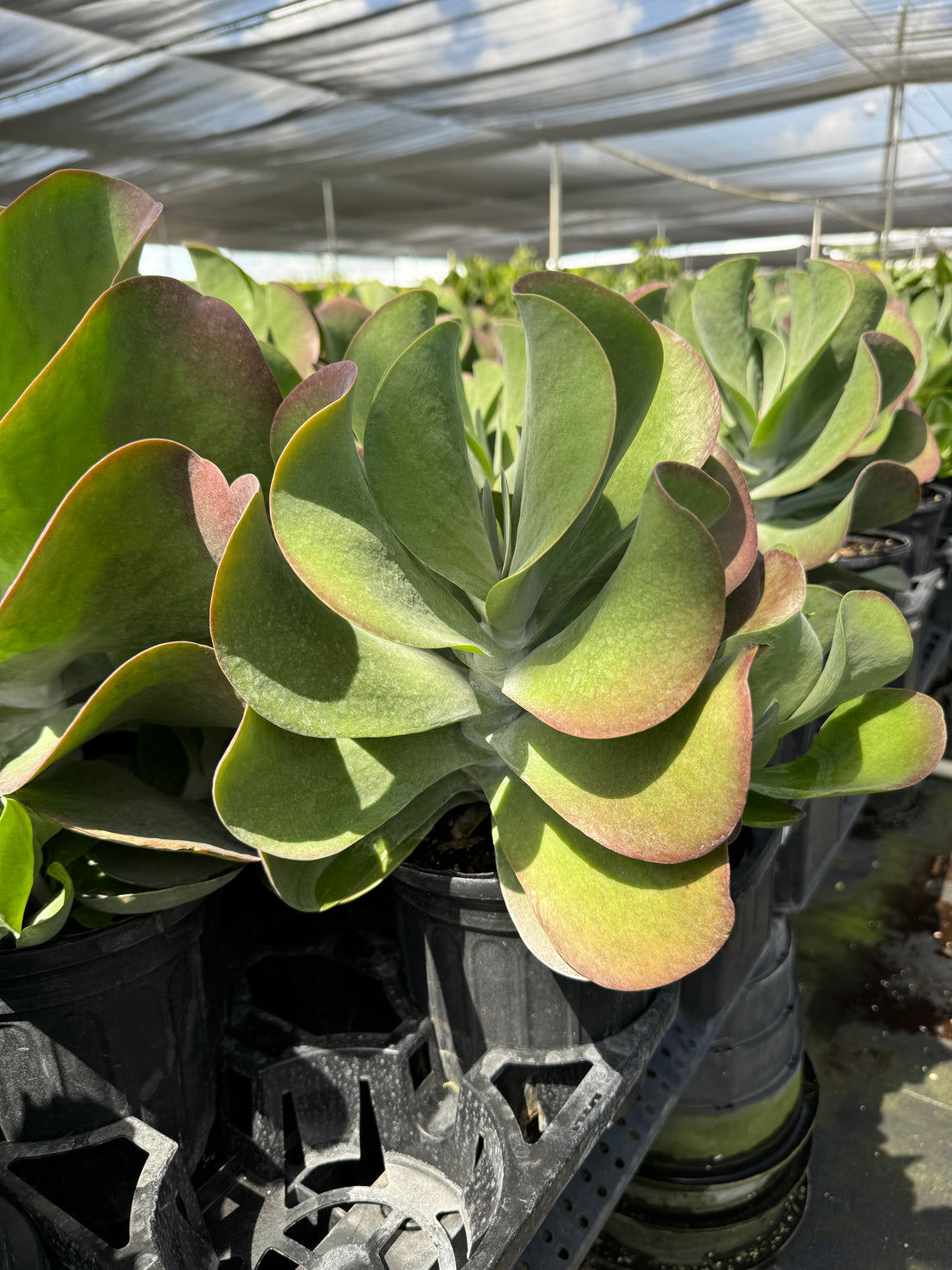 Kalanchoe Cactus, Thyrsiflora &