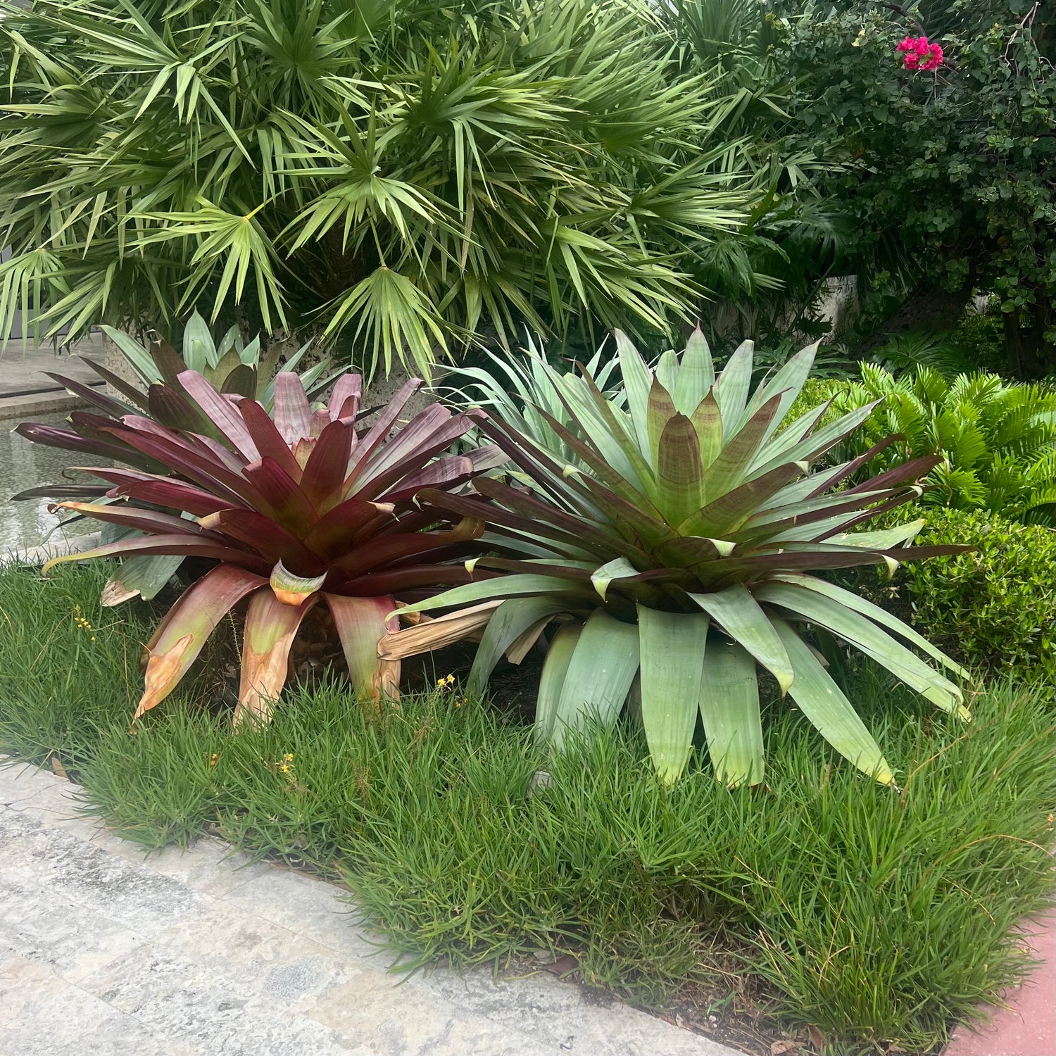 Bromeliad Alcantarea imperialis