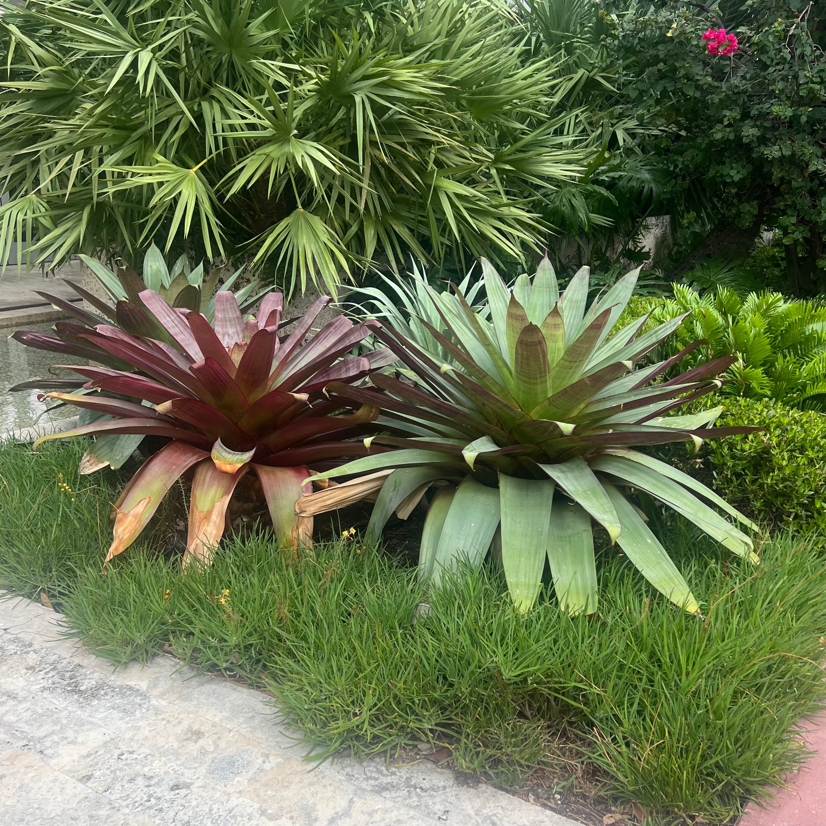 Bromeliad Alcantarea imperialis