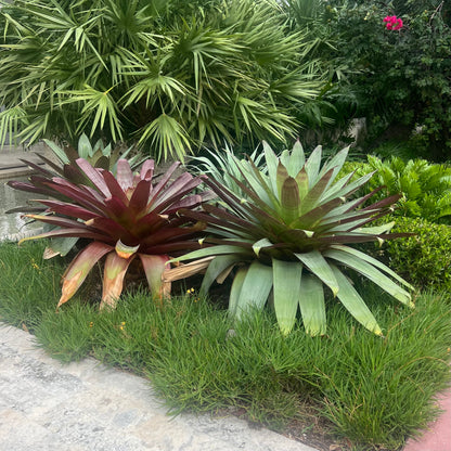 Bromeliad Alcantarea imperialis