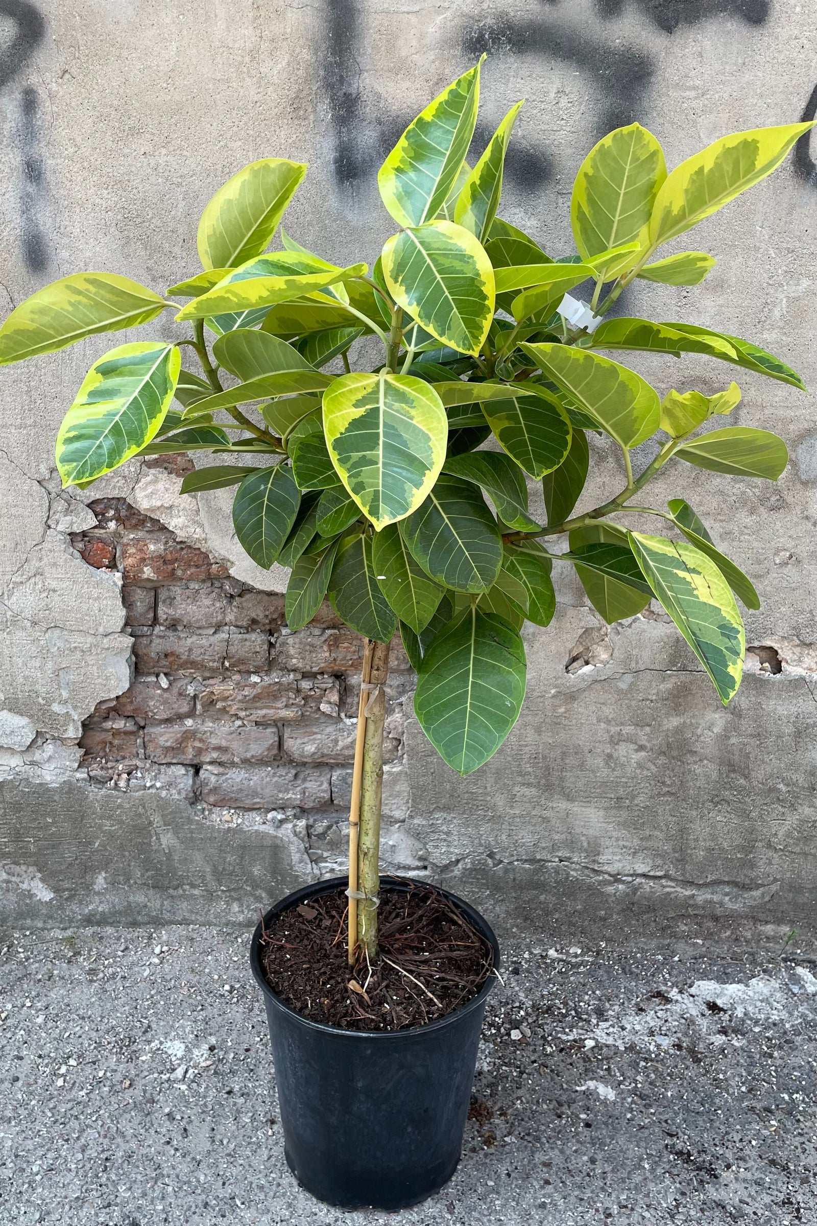 Ficus Altissima Tree Form Single Stem, Variegated Yellow Gem Rubber Tree