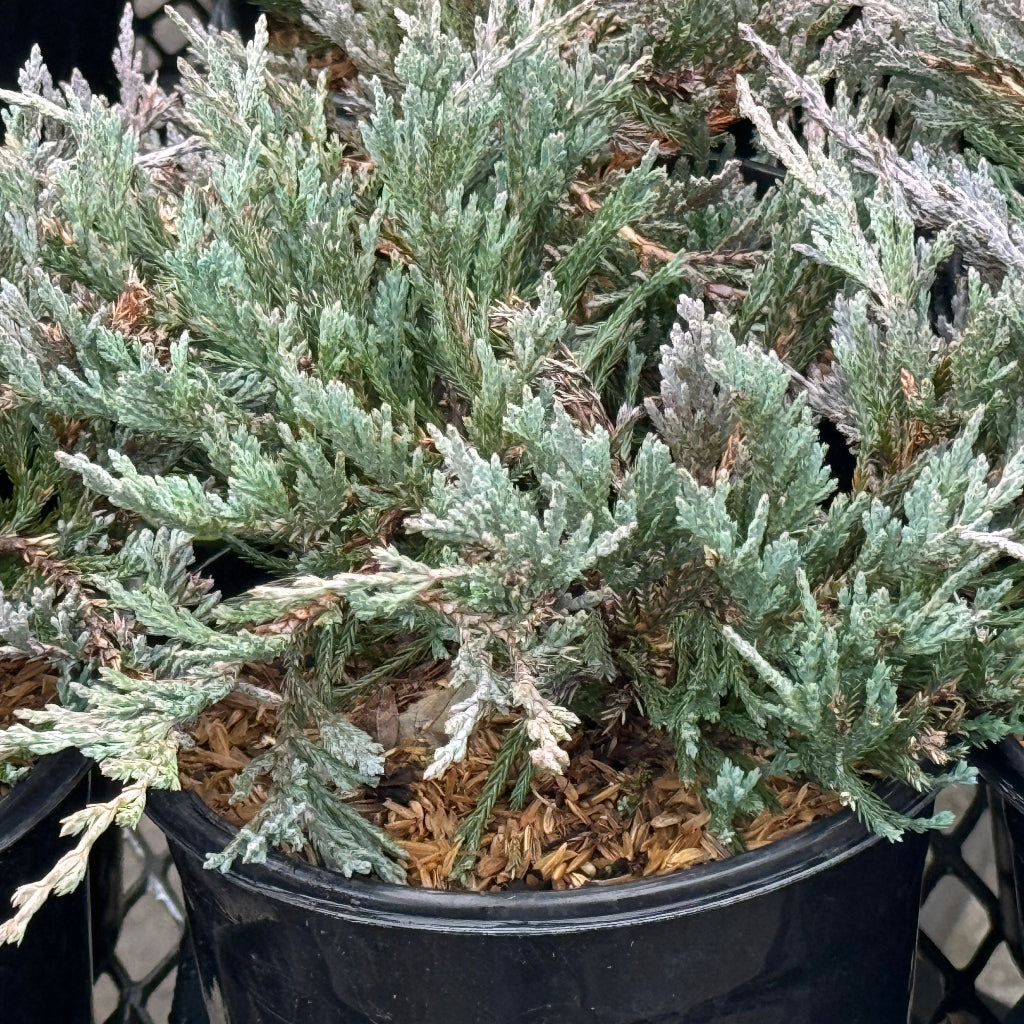 Angelica Blue Juniper Shrub close up in 6in pot