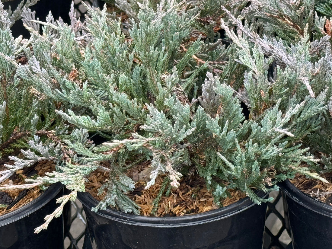 Angelica Blue Juniper Shrub