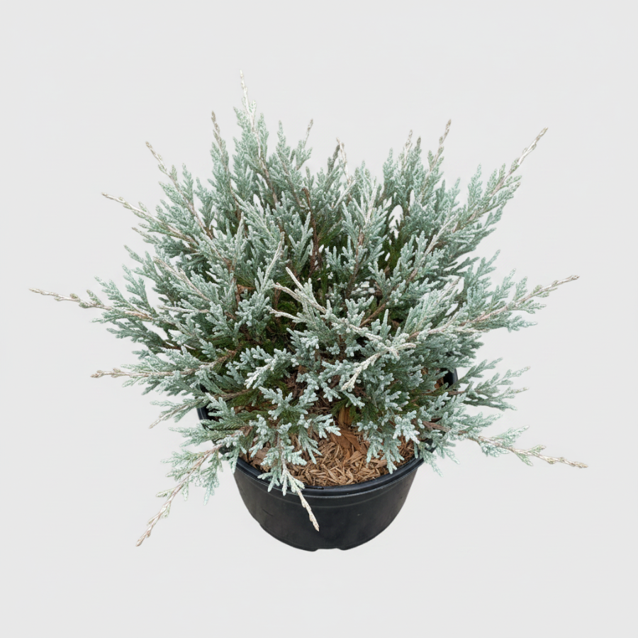 Angelica Blue Juniper Shrub in a black nursery pot.