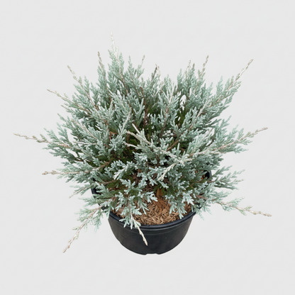 Angelica Blue Juniper Shrub in a black nursery pot.