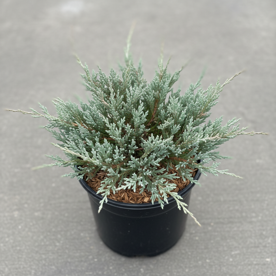 Angelica Blue Juniper Shrub in a black nursery pot.
