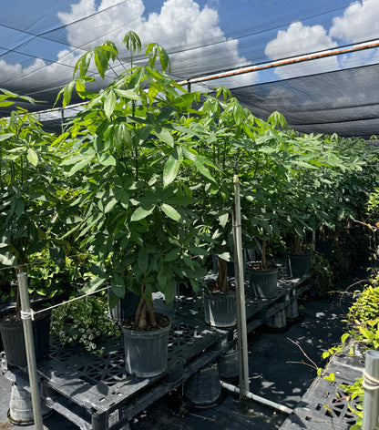 Money Tree Braided, Tree Form, Pachira Aquatica, Good Luck Tree
