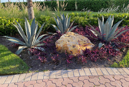 Agave Amarillo Century Plant