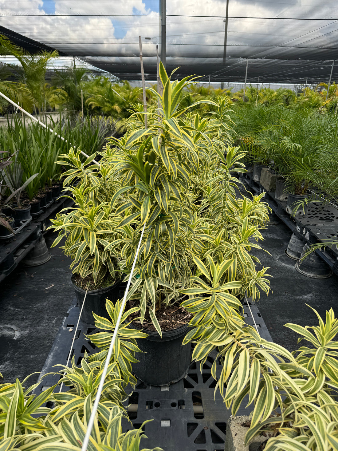 Song of India, Dracaena Reflexa Dragon Tree