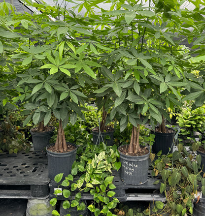 Money Tree Braided, Tree Form, Pachira Aquatica, Good Luck Tree