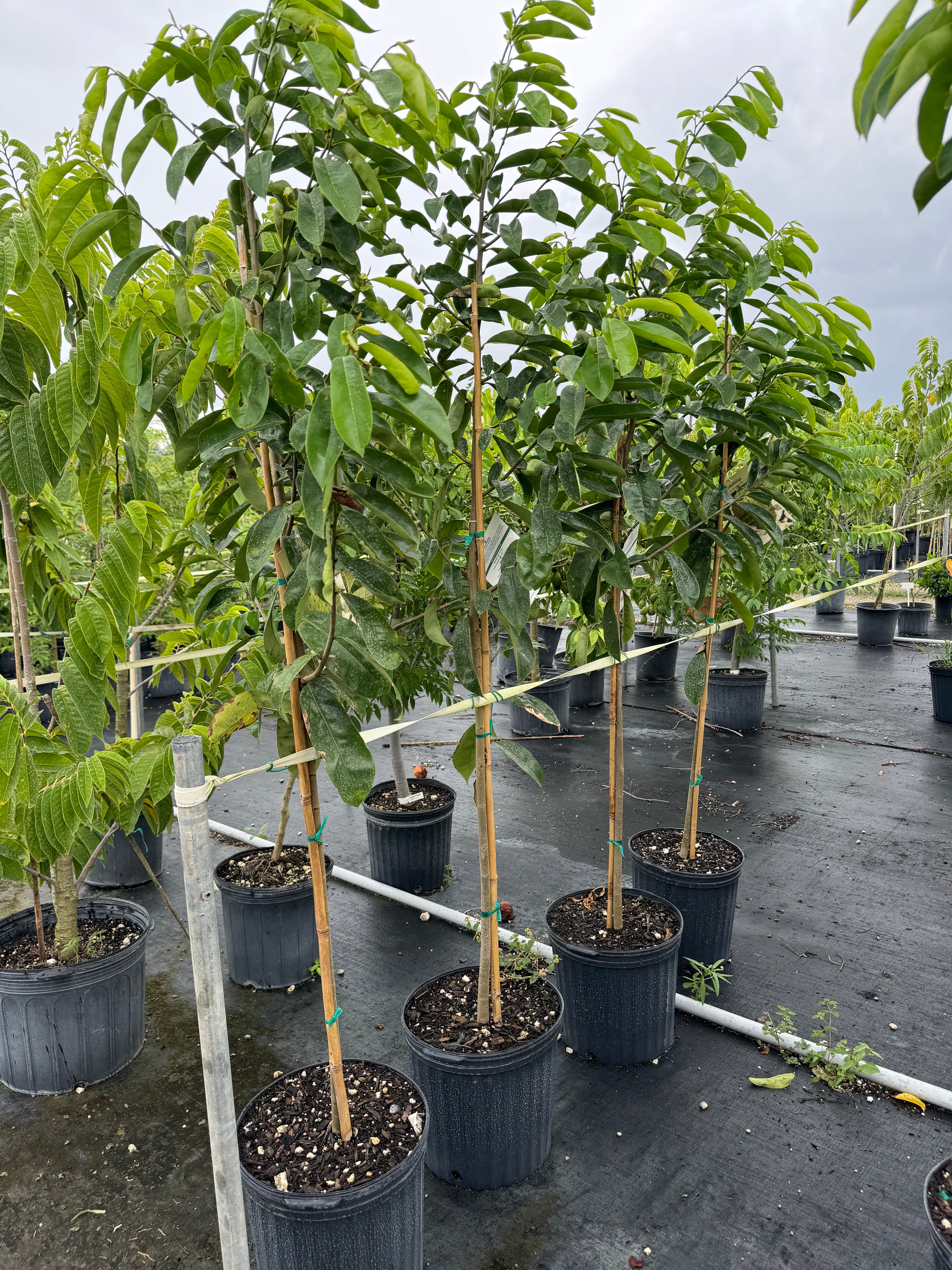 Soursop Guanabana Fruit Tree, Annona Muricata